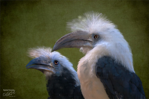 Image of two hornbill birds at the St. Augustine Alligator Farm