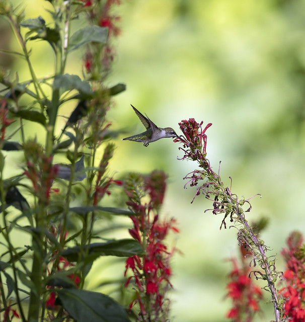 Ruby-throated hummingbird sipping cardinal flower (Lobelia cardinalis)