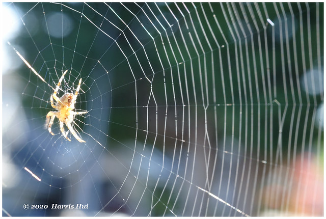 Stay Home - Spider Web XT9228e