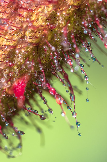 Macro fotografia Drops & Flowers - Macrofotografia con gocce d'acqua e fiori (A macro photo with water drops and flowers)
