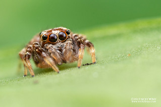 Jumping spider (Langerra sp.) - DSC_2214