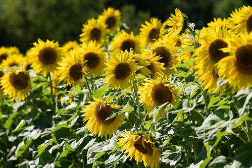 sunshine sunny natural color flowers nature leaf day cheerful background agriculture summer sky sunlight petal yellow organic blossom colorful flower landscape floral season vibrant crop beauty green outdoor rural meadow sunflower harvest garden countryside sunflowers country plant beautiful bright farm blooming happiness seed farming bloom sun pollen field