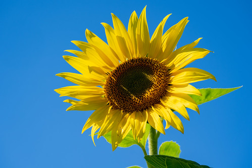 sunshine sunny natural color flowers nature leaf day cheerful background agriculture summer sky sunlight petal yellow organic blossom colorful flower landscape floral season vibrant crop beauty green outdoor rural meadow sunflower harvest garden countryside sunflowers country plant beautiful bright farm blooming happiness seed farming bloom sun pollen field