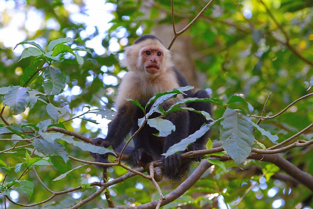 40h Monkey - White-headed Capuchin, Costa Rica