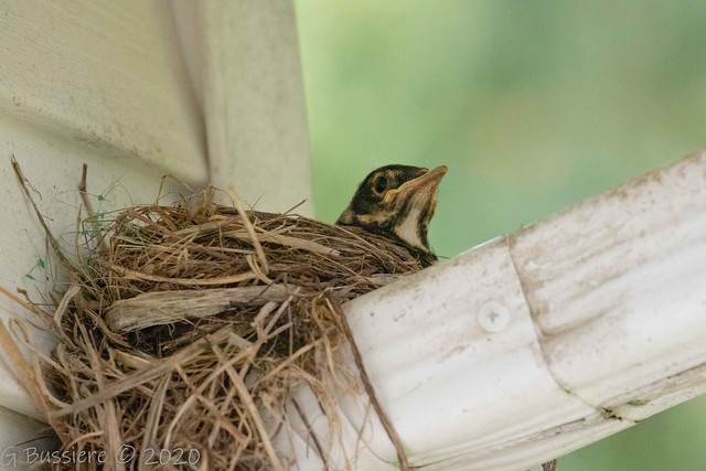 Baby Robin watching out for mom