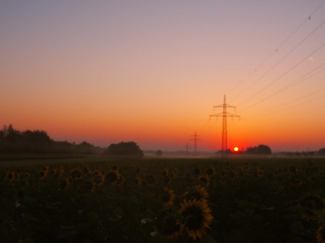 MORE SUNFLOWER BY SUNRISE