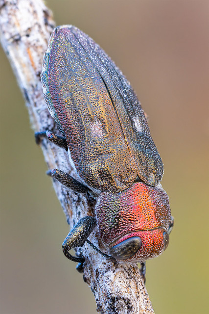 Metallic Wood-boring Beetle (Buprestidae)