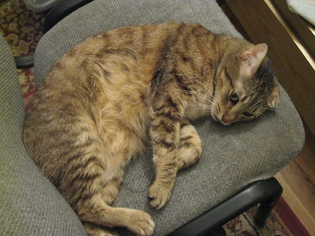 Mackerel Tabby Cat on Chair