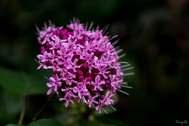 Rose glory bower (Clerodendrum bungei)