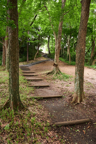 nature landscape trees trail slope hill park green sayamapark higashimurayama tokyo japan 自然 風景 木 散歩道 坂 岡 公園 緑 狭山公園 東村山 東京