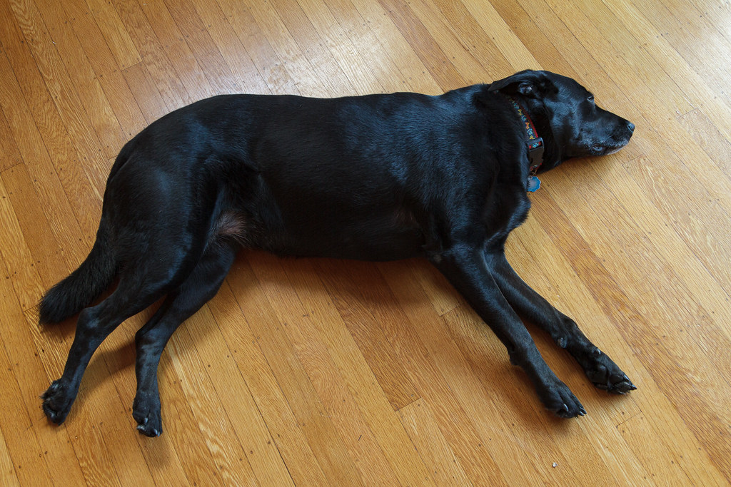 Our dog Ellie resting on her side on the hardwood floor in November 2009. Original: _MG_1402.cr2