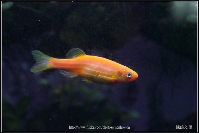 螢光斑馬魚_0388_Fluorescent Zebrafish