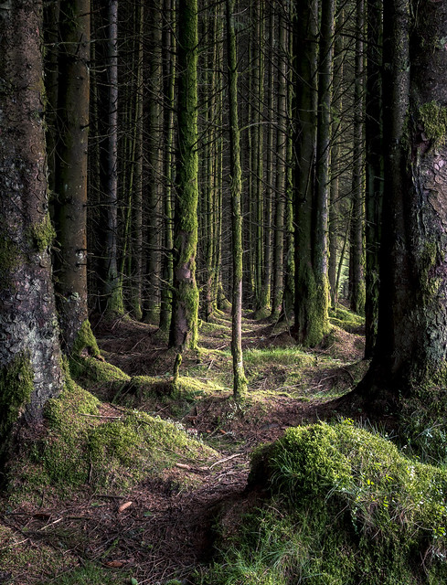 Path, Locherwood and Lady Muir Woodland, Renfrewshire, Scotland, UK