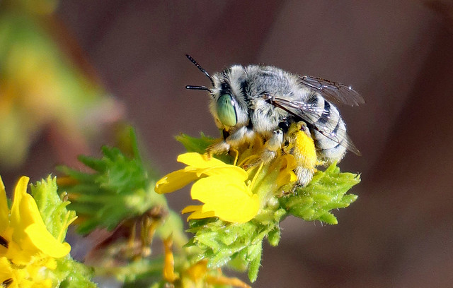 Small Digger Bee (Anthophora curta)