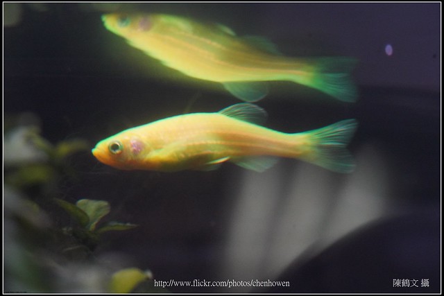 螢光斑馬魚_0706_Fluorescent Zebrafish