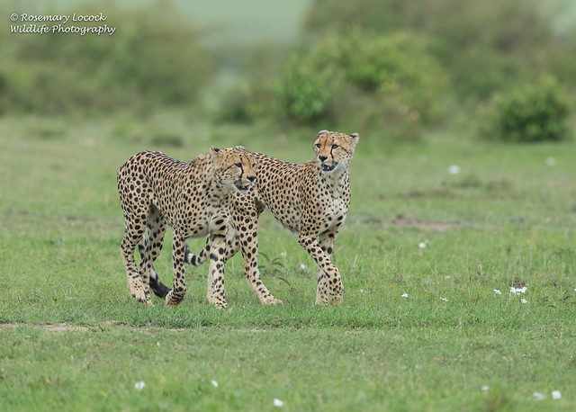 Male Cheetah's - Acinonyx jubatus