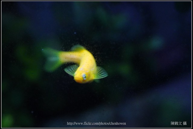 螢光斑馬魚_0812_Fluorescent Zebrafish
