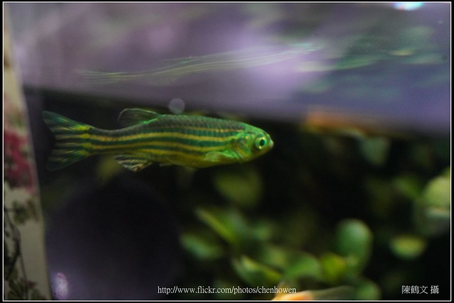 螢光斑馬魚_0811_Fluorescent Zebrafish