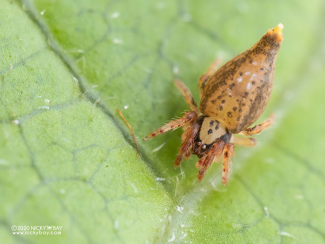 Scorpion-tailed spider (cf. Arachnura sp.) - P8152304