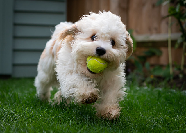 Happiness is a tennis ball