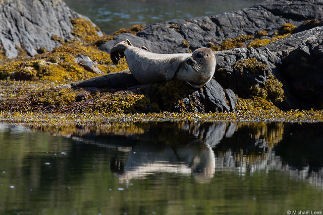 Common or harbour seal (Phocina vitulina); Isle of Harris, Outer Hebrides, Scotland