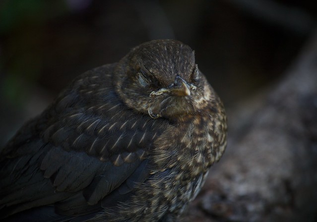 Sleeping juvenile blackbird