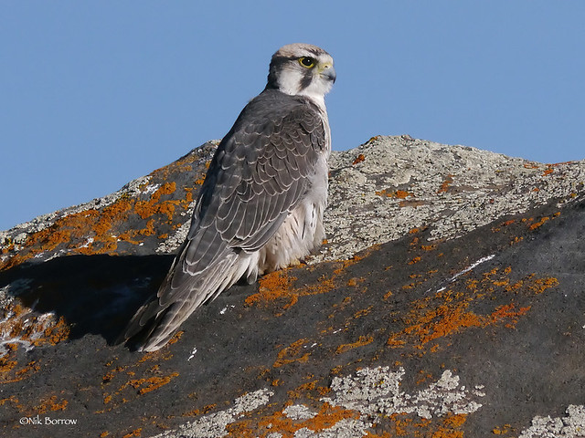 Lanner Falcon Falco biarmicus abyssinicus