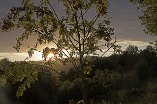 Vogelbeeren im letzten Sonnenlicht - Rowan berries in the last sunlight