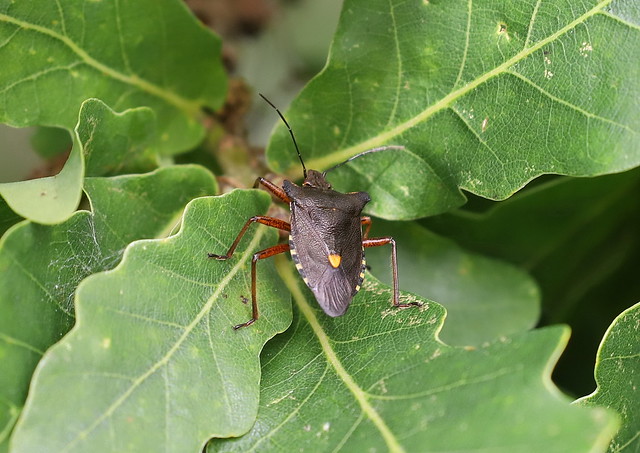 Rødbenet bredtæge (Red-legged Shieldbug / Pentatoma rufipes)