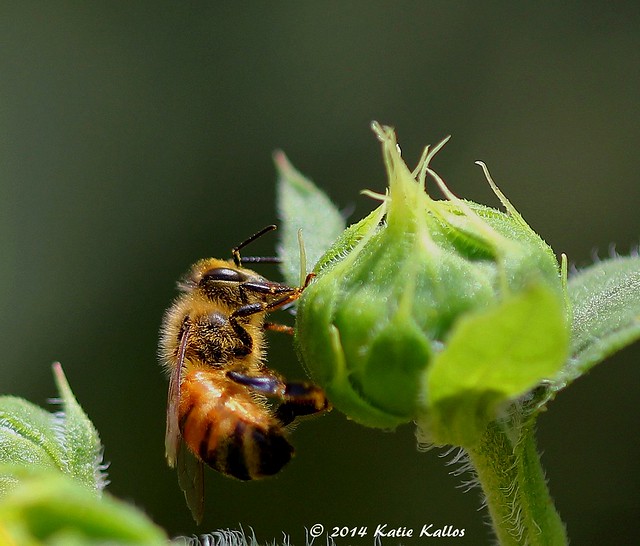 7-14-14 031  Honey Bee Macro!!