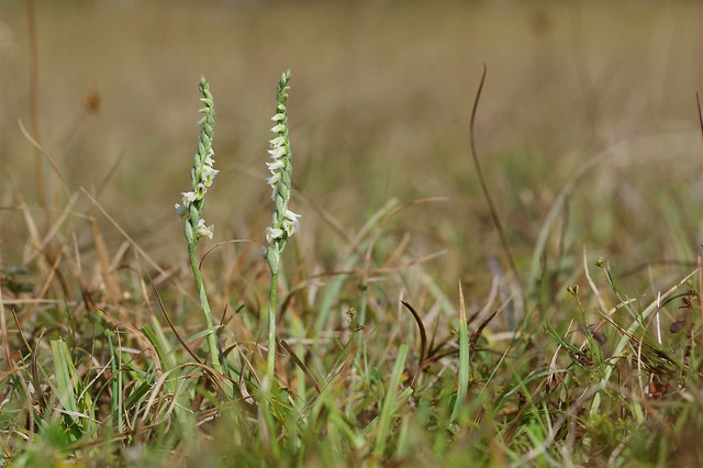 The last of this seasons orchids - Autumn Lady's Tresses