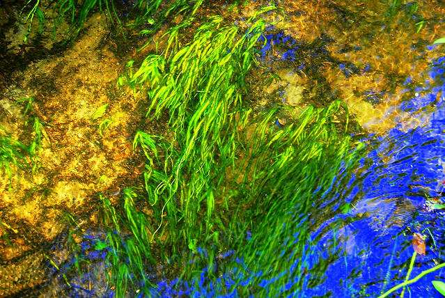 Beneath the surface, Gold Green Blue, Quivett Creek, Cape Cod