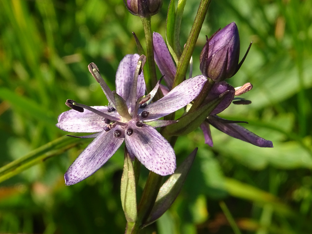 Swertie vivace, Swertia perennis, Gentianacées