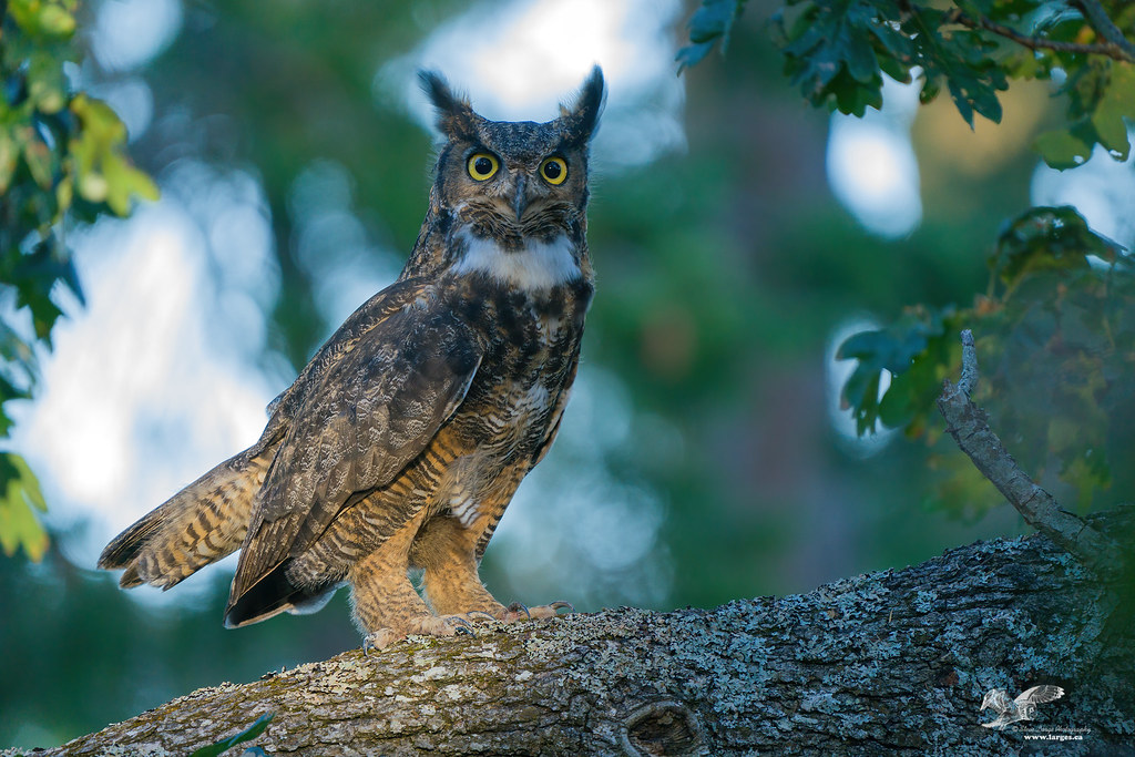 Different Types Of Owls Names And Pictures (United States)