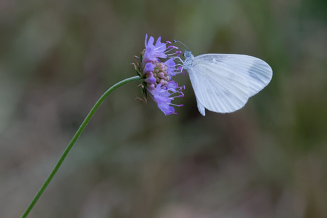 Piéride de la moutarde - Leptidea sinapsis - Wood white butterfly - Senfweißling - Blanca esbelta