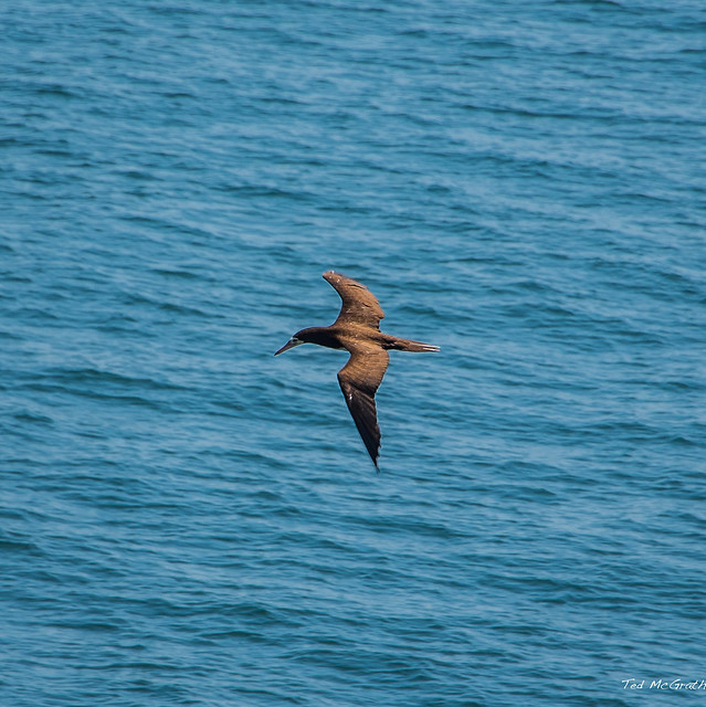 2020 - COVID-19 HAL Cruise - Bay of Panama - Solo Brown Booby