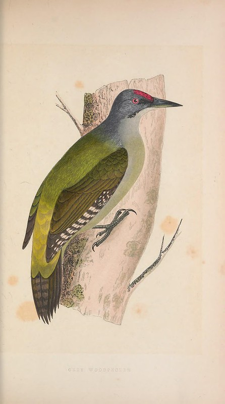 Gray-headed Woodpecker behavior