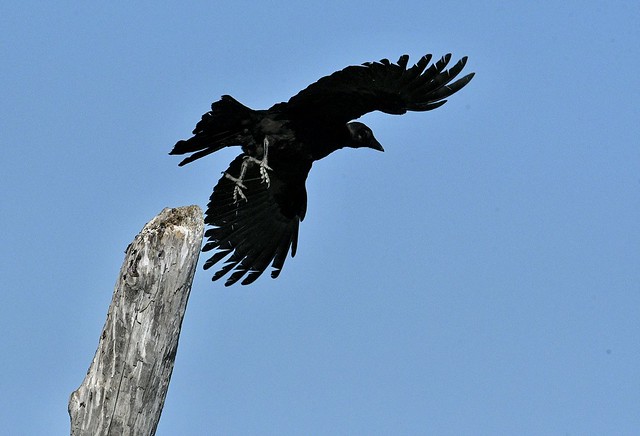 Crow lift-off