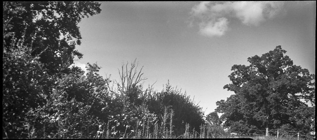 landscape at Biltmore, agricultural fence, Asheville, NC, Zeiss Ikon Cocarette, Kodak Tri-X 400, HC-110 developer, 8.17.20