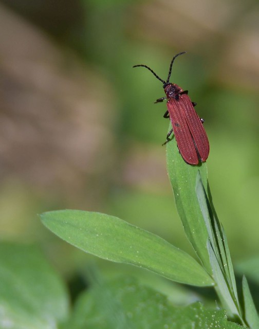 Cardinal Beetle - Scharlachroter Feuerkäfer (Pyrochroa coccinea)