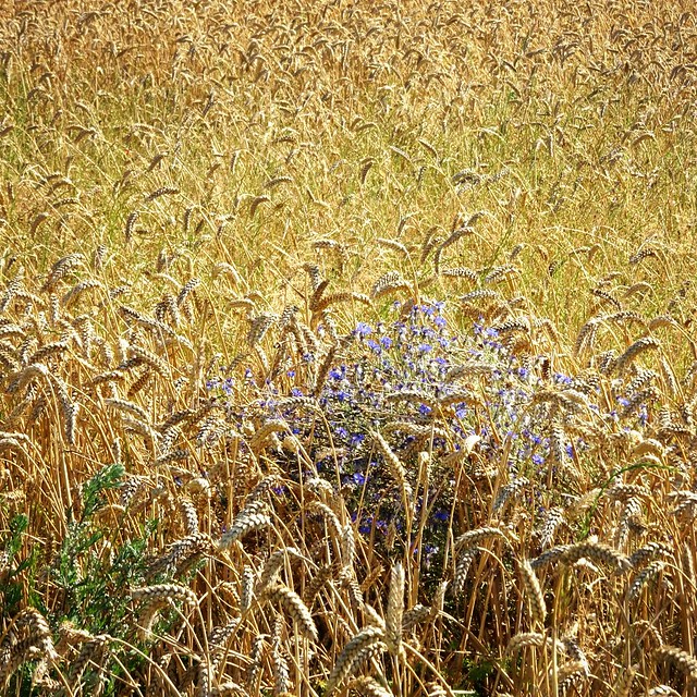 Cornflowers in the wheat