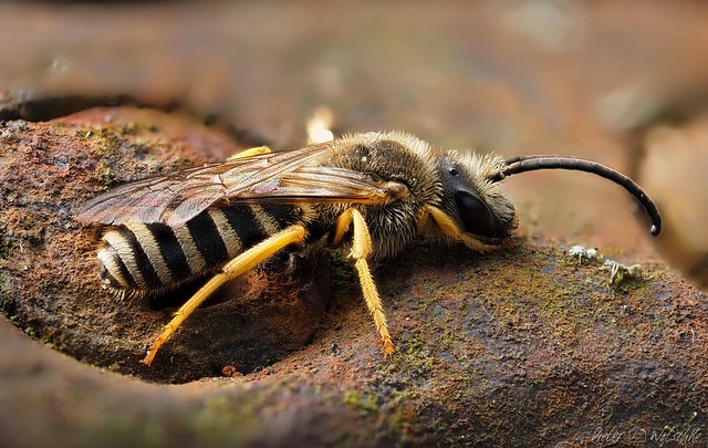 Gelbbindige Furchenbiene / Great Banded Furrow-Bee / (Halictus scabiosae)