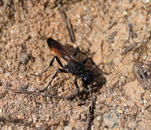 Red-banded Sand Wasp - Gemeine Sandwespe (Ammophila sabulosa)