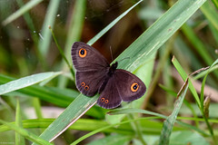 Strabena triophthalma - a Satyr butterfly