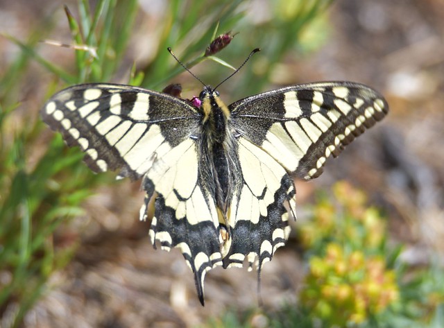 Swallow Tail - Schwalbenschwanz - Papilio machaon