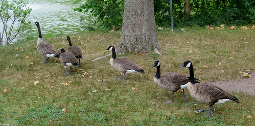 elizabethpark hartford connecticut ct park nature canadian geese animal animalplanet brantacanadensis family birds canadiangeese newengland green grass pond water tree waterfowl fauna scenic landscape