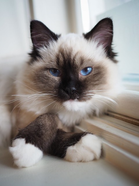 Ragdoll Cat Pictures and Information - Cat-Breeds.com