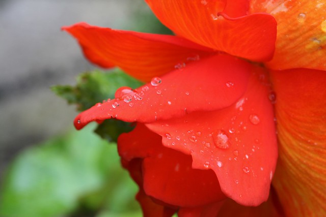 Raindrops on the garden begonia.
