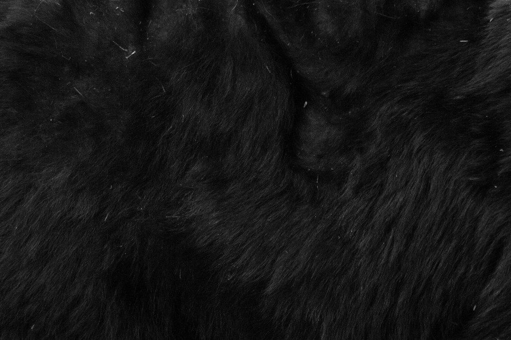 A close-up view of the fur of a black bear on the Mount Washburn Trail (South) in Yellowstone National Park in October 2011. Original: _MG_1505.cr2