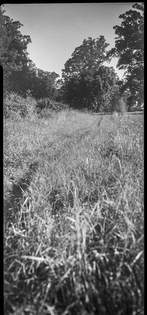 grass pathway, meadow, Biltmore Estate,  Asheville, NC, Zeiss Ikon Cocarette, Kodak Tri-X 400, HC-110 developer, 8.17.20